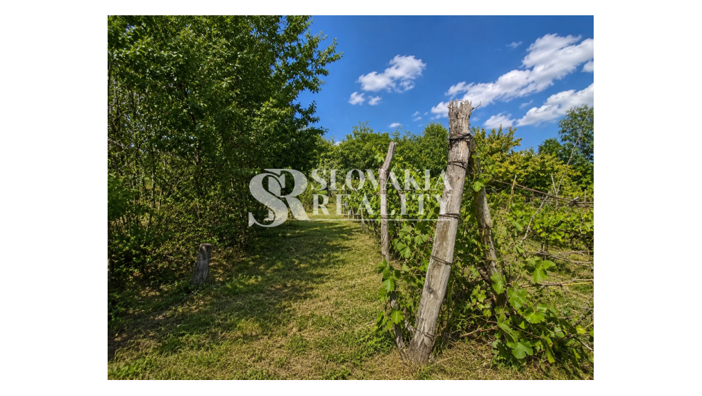 Slnečný pozemok 748 m²- vinohrad, vínna pivnica a chatka
