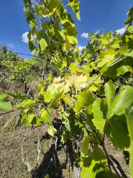 Slnečný pozemok 748 m²- vinohrad, vínna pivnica a chatka