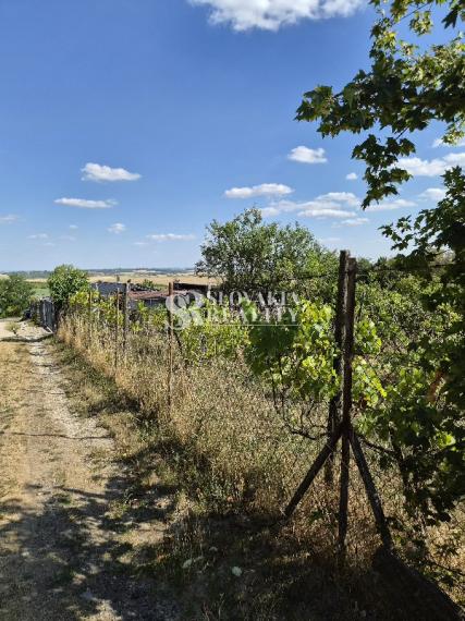 Slnečný pozemok 748 m²- vinohrad, vínna pivnica a chatka