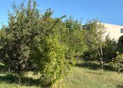 ZÁHRADKA S CHATKOU, suchým WC, kôlničkou, Krškany, 369 m² - fotografia 17
