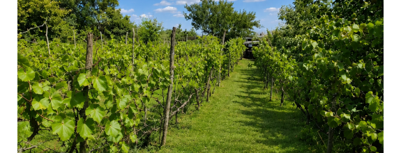 Slnečný pozemok 748 m²- vinohrad, vínna pivnica a chatka