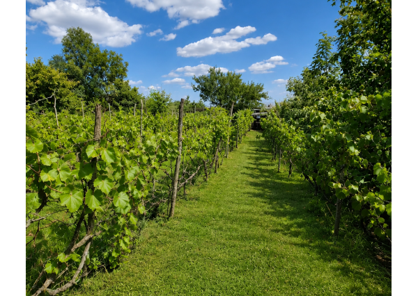 Slnečný pozemok 748 m²- vinohrad, vínna pivnica a chatka