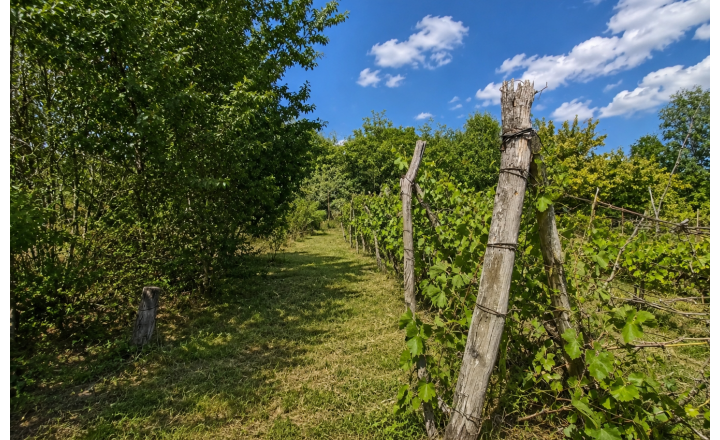 Slnečný pozemok 748 m²- vinohrad, vínna pivnica a chatka - fotografia 10