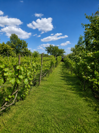 Slnečný pozemok 748 m²- vinohrad, vínna pivnica a chatka