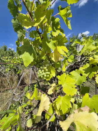 Slnečný pozemok 748 m²- vinohrad, vínna pivnica a chatka - fotografia 1
