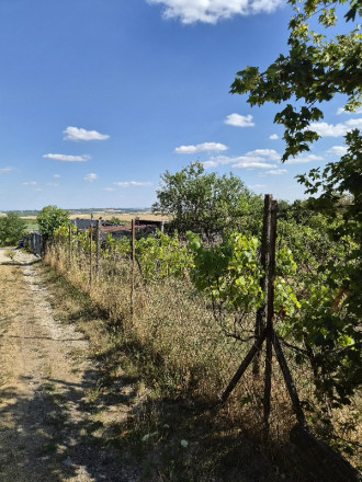 Slnečný pozemok 748 m²- vinohrad, vínna pivnica a chatka - fotografia 12