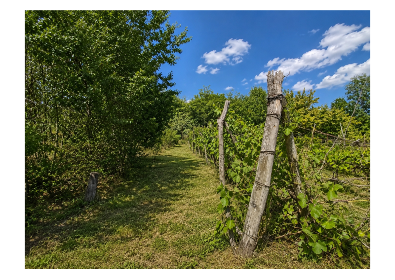 POZEMOK 748 m²- klenbová pivnica, ÚZEMNÝ PLÁN k dispo